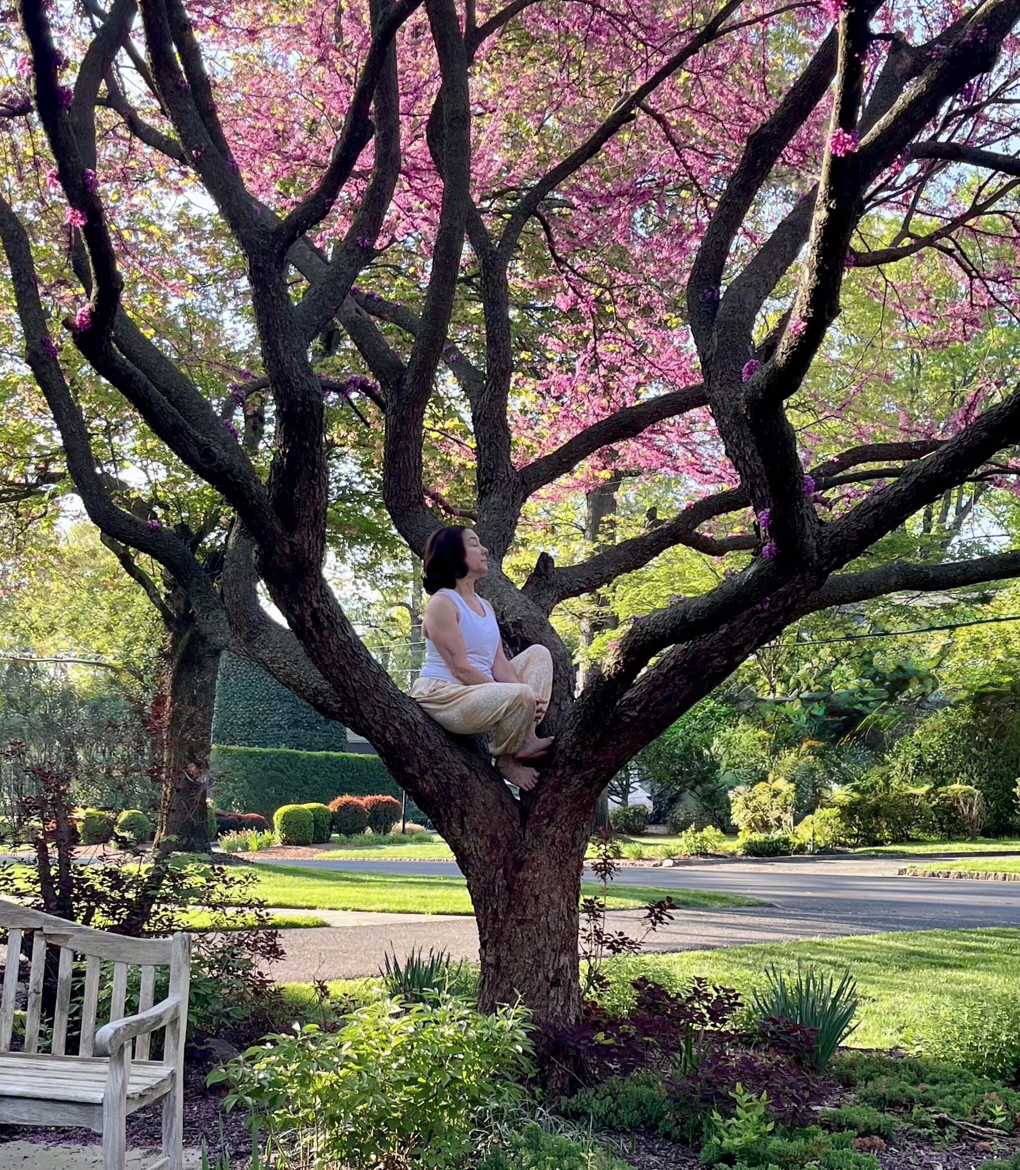 Cynthia sitting in a cherry blossom tree