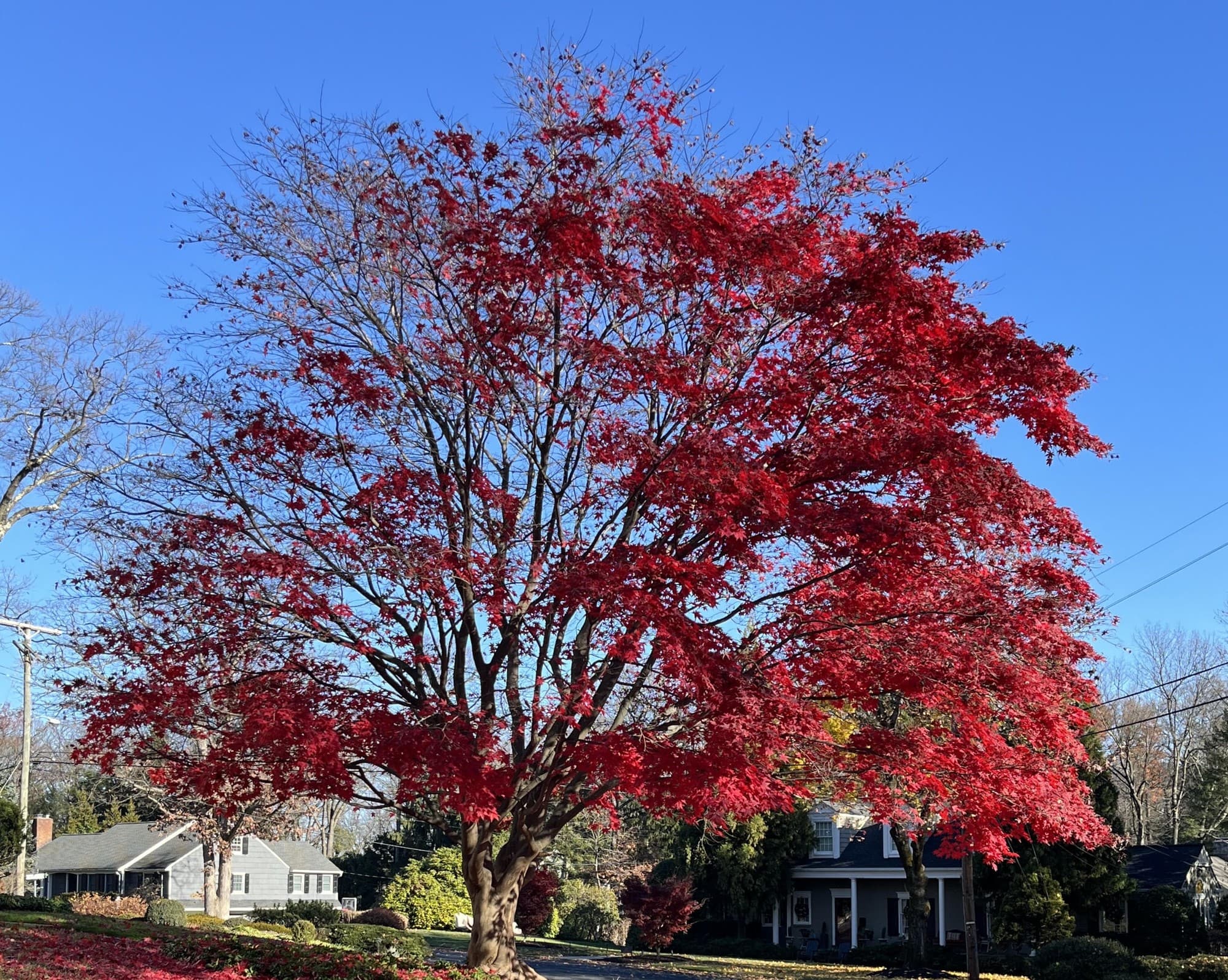 Ground in Autumn: Reiki and Restorative workshop